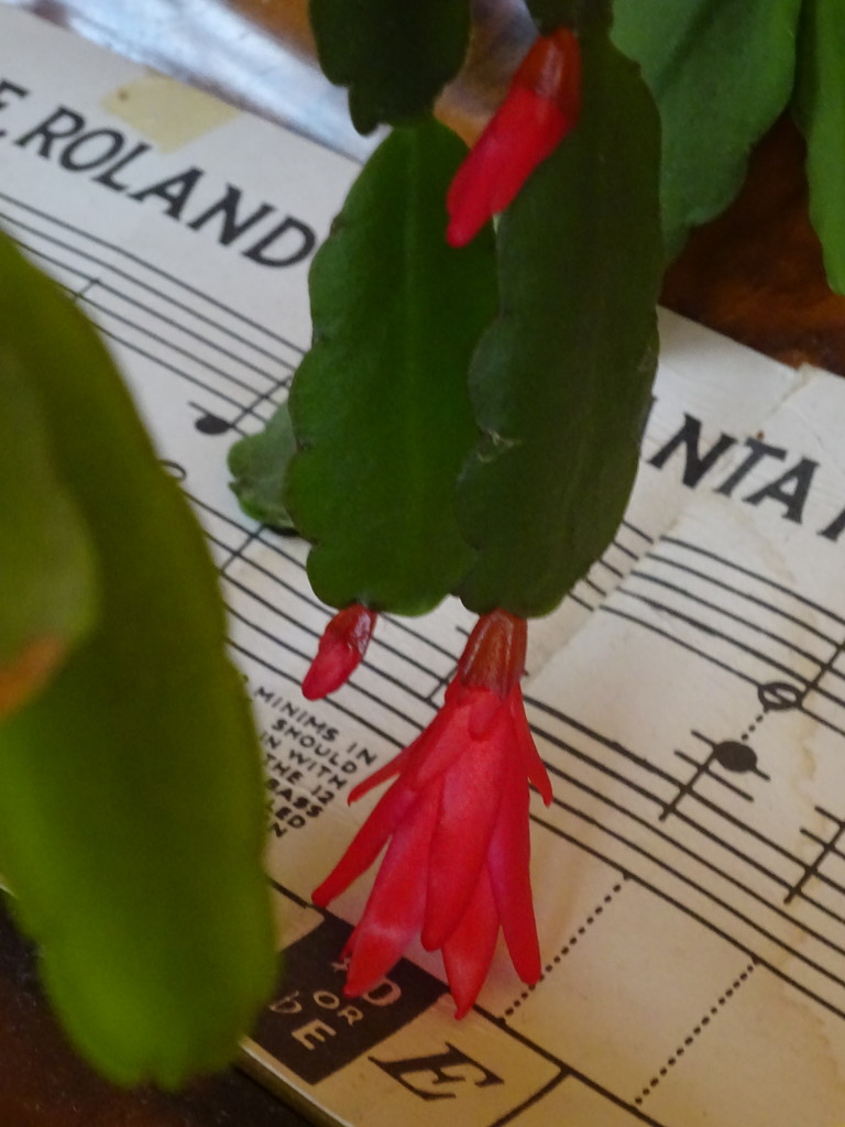 Easter cactus by anniesue