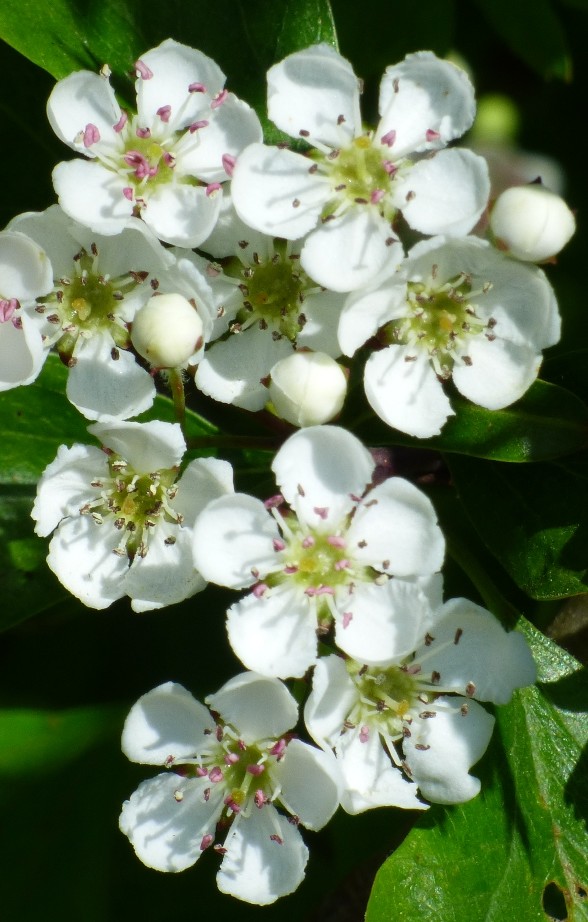 Hawthorn Blossom by fishers