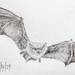 Bat by harveyzone