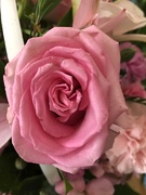 23rd Apr 2019 - Pink Roses