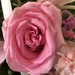 Pink Roses by homeschoolmom