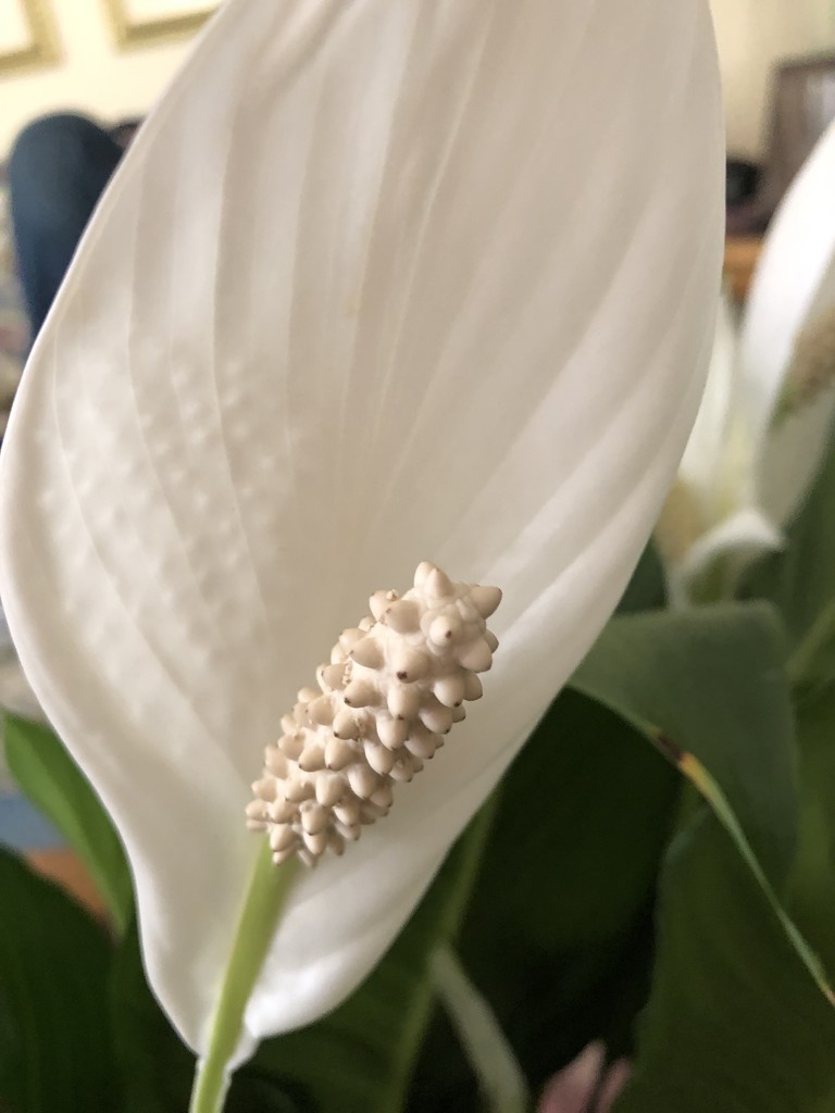 Peace Lily by homeschoolmom