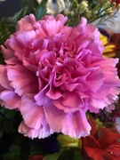 22nd Apr 2019 - Pink carnations 