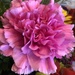 Pink carnations  by homeschoolmom
