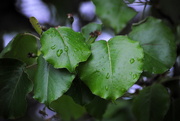 23rd Apr 2019 - Raindrops Keep Falling on My Leaves