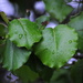 Raindrops Keep Falling on My Leaves by genealogygenie