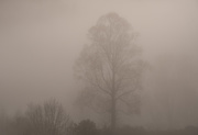 23rd Apr 2019 - Tree in Fog