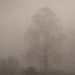 Tree in Fog by kareenking