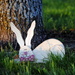 The Easter Bunny Stopped By by genealogygenie