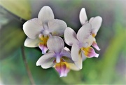 23rd Apr 2019 - Orchids