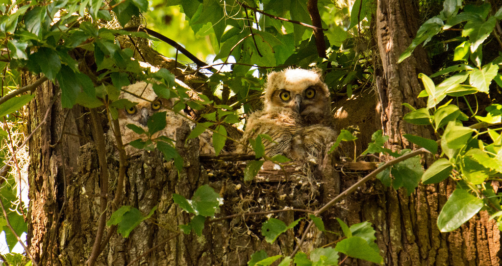 Great Horned Owl Baby's, Keeping an Eye on Me! by rickster549