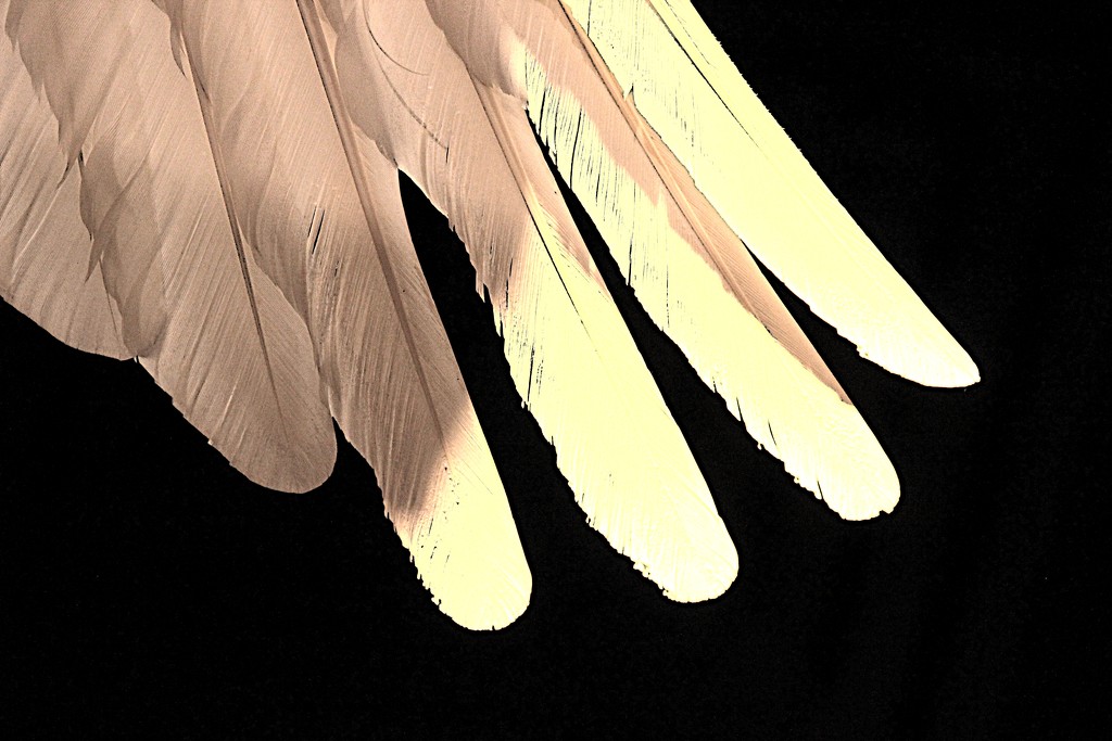 Wing Feathers by olivetreeann