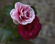 16th Apr 2019 - Camellia