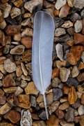 23rd Apr 2019 - Feather