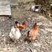 Our Easter Chickens... by moominmomma