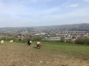 15th Apr 2019 - Bath city farm 