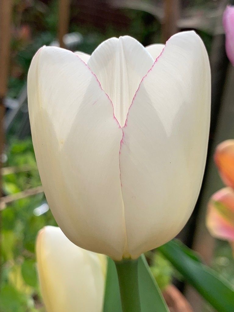 White tulip by 365projectmaxine
