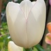 White tulip by 365projectmaxine