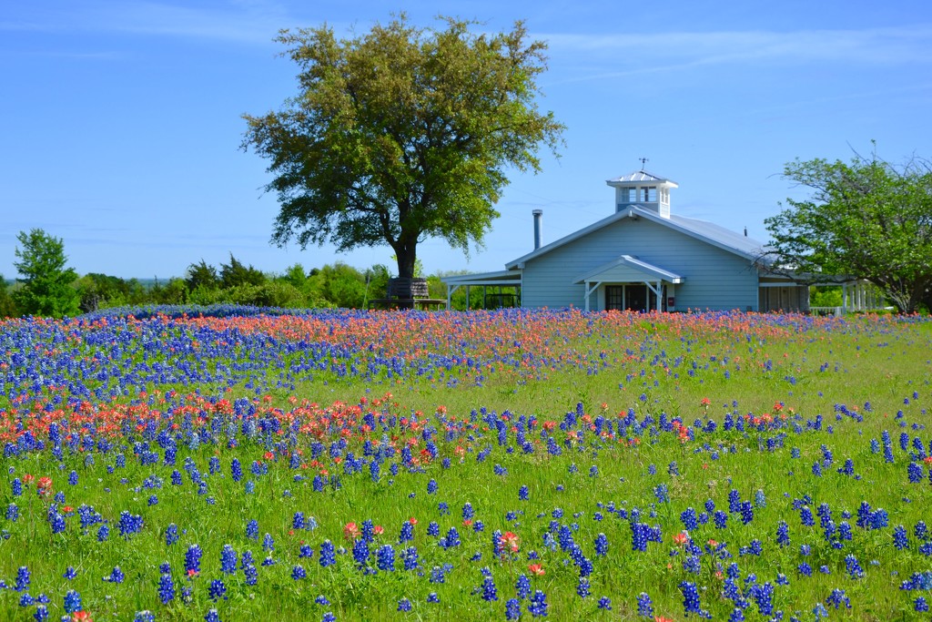 The Bluebonnets and Indian Paintbrush wildflowers in central Texas  by louannwarren