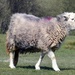 Herdwick Sheep by cmp