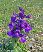 22nd Apr 2019 - Early purple orchids