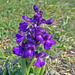 Early purple orchids by cmp
