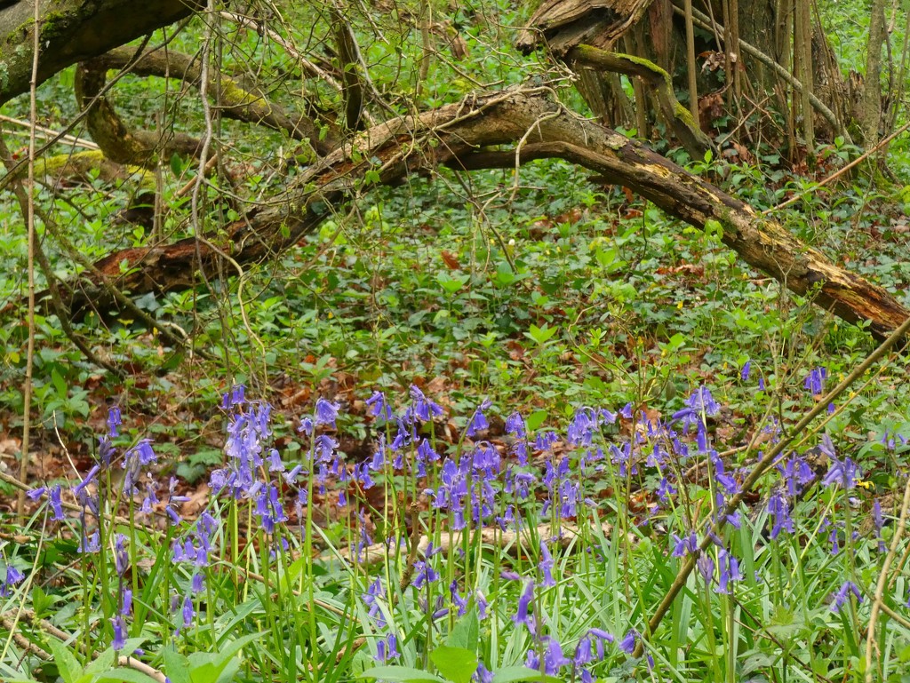 More bluebells by julienne1