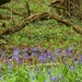 More bluebells by julienne1