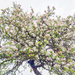 Old Apple Tree. by tonygig