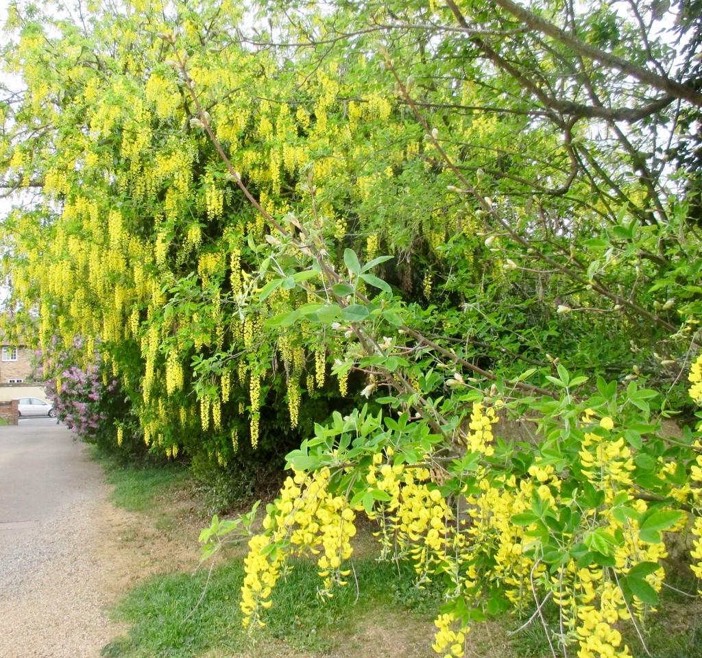 Lovely Laburnum  by foxes37