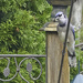 Blue Jay by gardencat