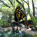 Giant Butterfly by judyc57