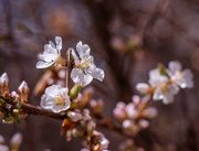 23rd Apr 2019 - blossom