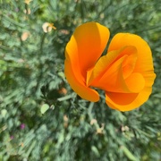 24th Apr 2019 - California Poppy
