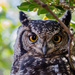 Wise Owl by salza