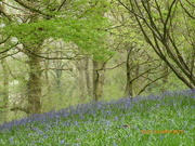 24th Apr 2019 -  Another picture taken at Hergest of the bluebells