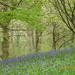  Another picture taken at Hergest of the bluebells by snowy