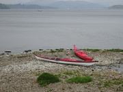 24th Apr 2019 - a couple of canoes called in