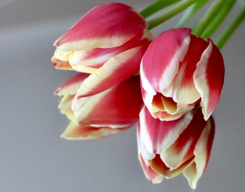 Reflecting Tulips by carole_sandford