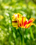 24th Apr 2019 - tulip