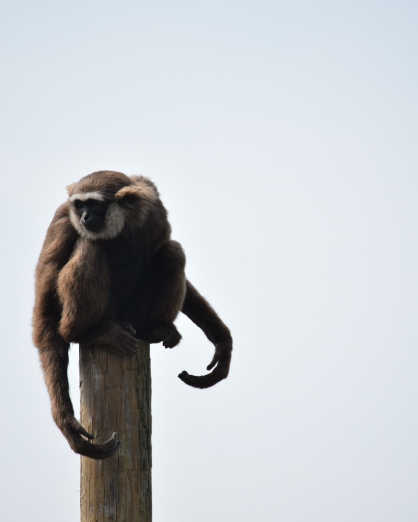 Agile Gibbon by dragey74