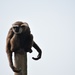 Agile Gibbon by dragey74