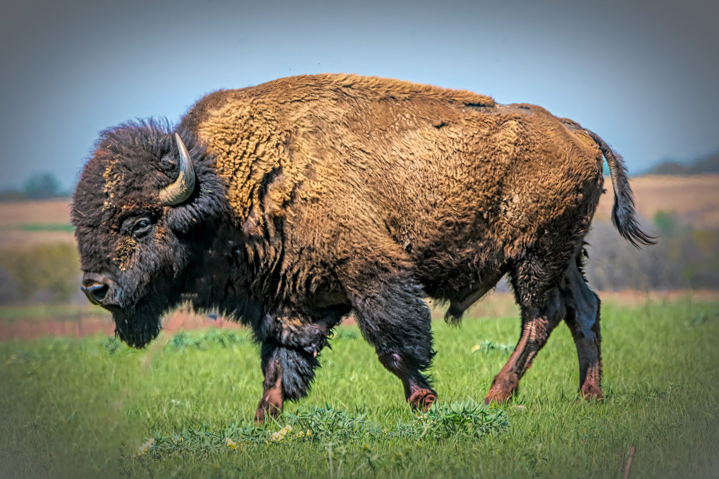 Bison on the prairie by samae