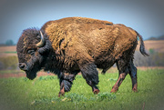24th Apr 2019 - Bison on the prairie