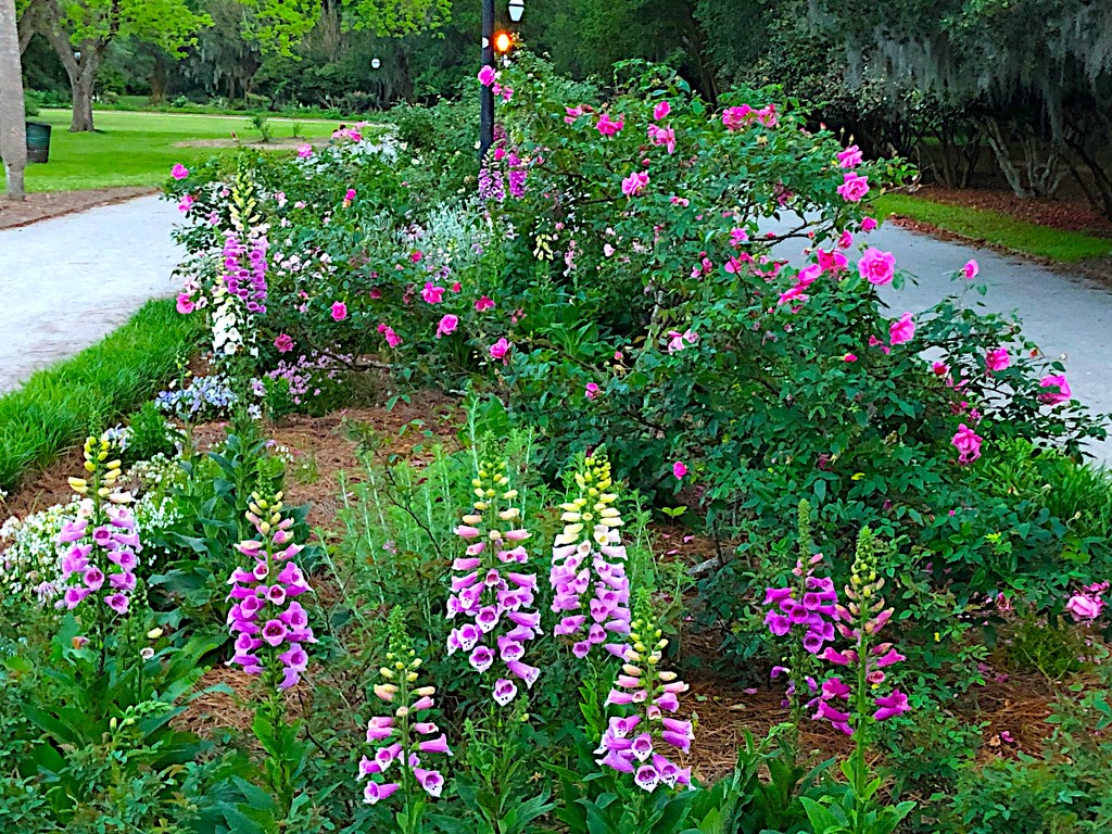 Foxglove and roses, the gardens at Hampton Park by congaree