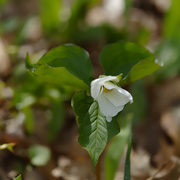 24th Apr 2019 - First blooming giant white trillium 