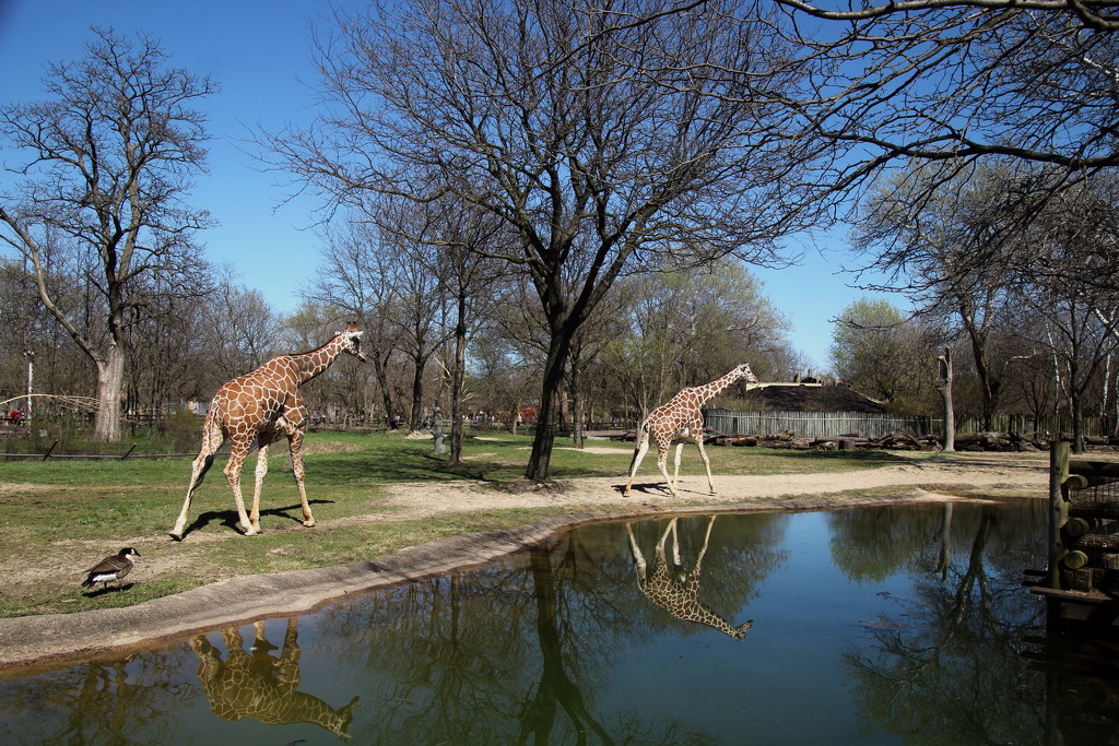 Giraffes Reflection by randy23