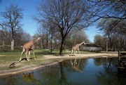 23rd Apr 2019 - Giraffes Reflection