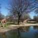 Giraffes Reflection by randy23