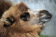 24th Apr 2019 - Camel Profile